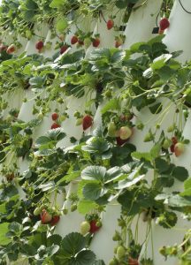 indoor-wall-garden